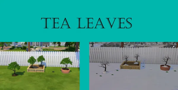 Tea Leaves Harvestable